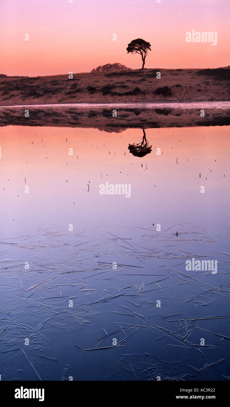 Umbrella tree at Priddy Somerset UK Stock Photo Alamy