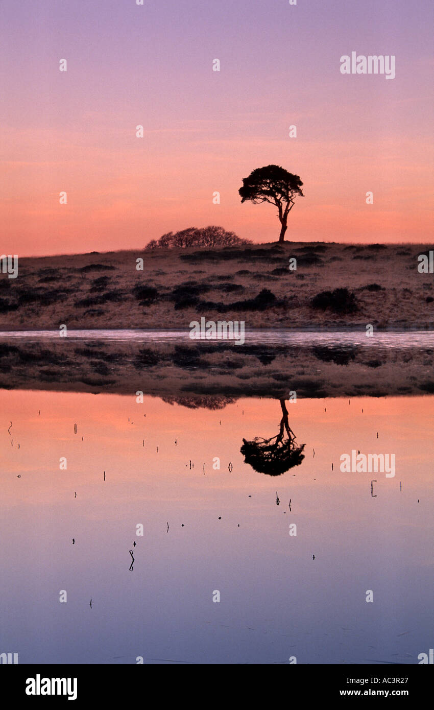 Umbrella tree at Priddy Somerset UK Stock Photo Alamy