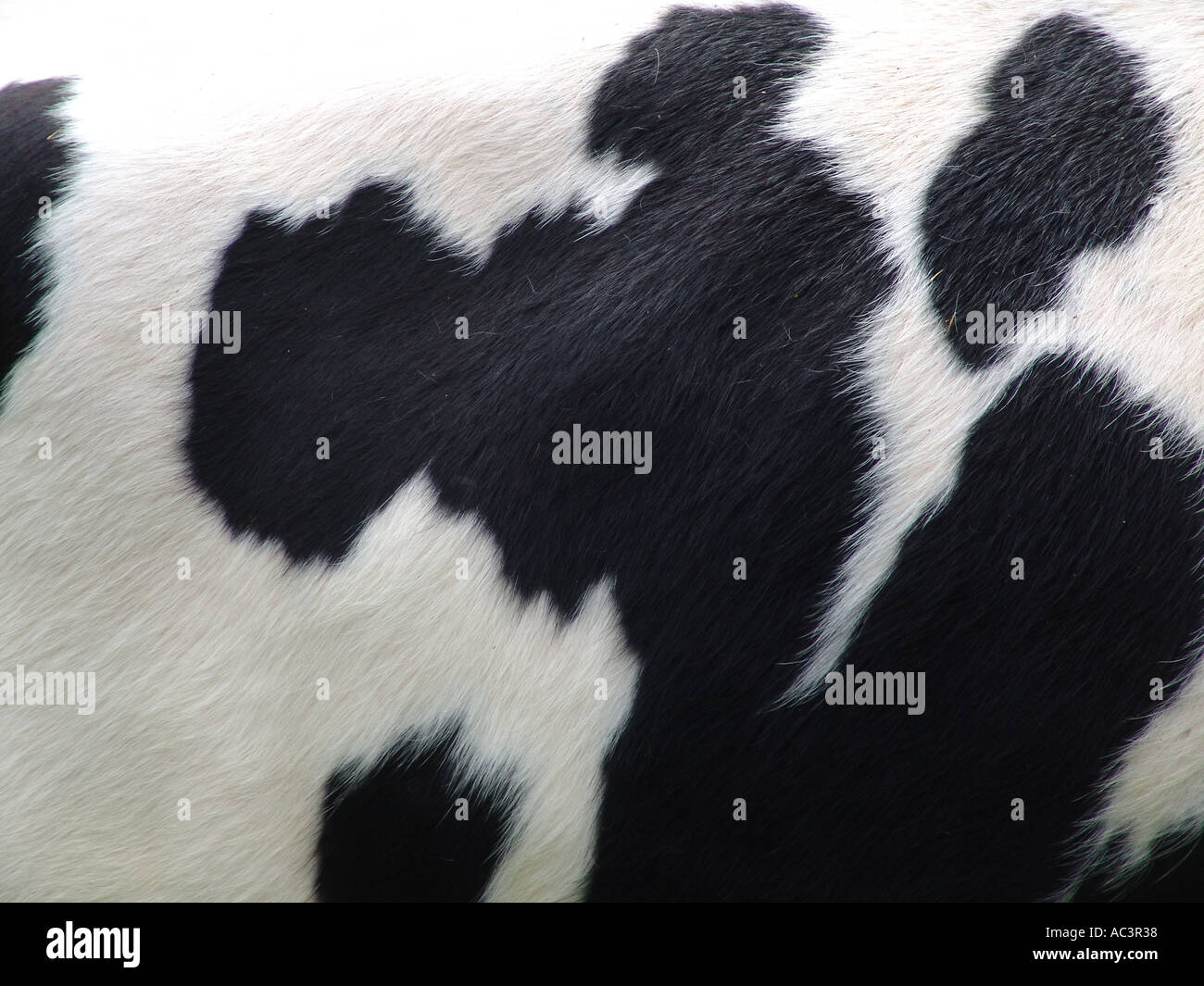 Cow pattern cow hi-res stock photography and images - Alamy