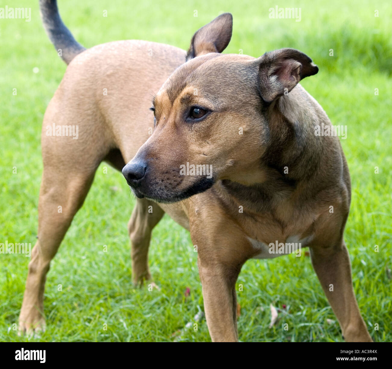 A Brown Staffordshire Bull Terrier Cross Male Dog Stock Photo Alamy