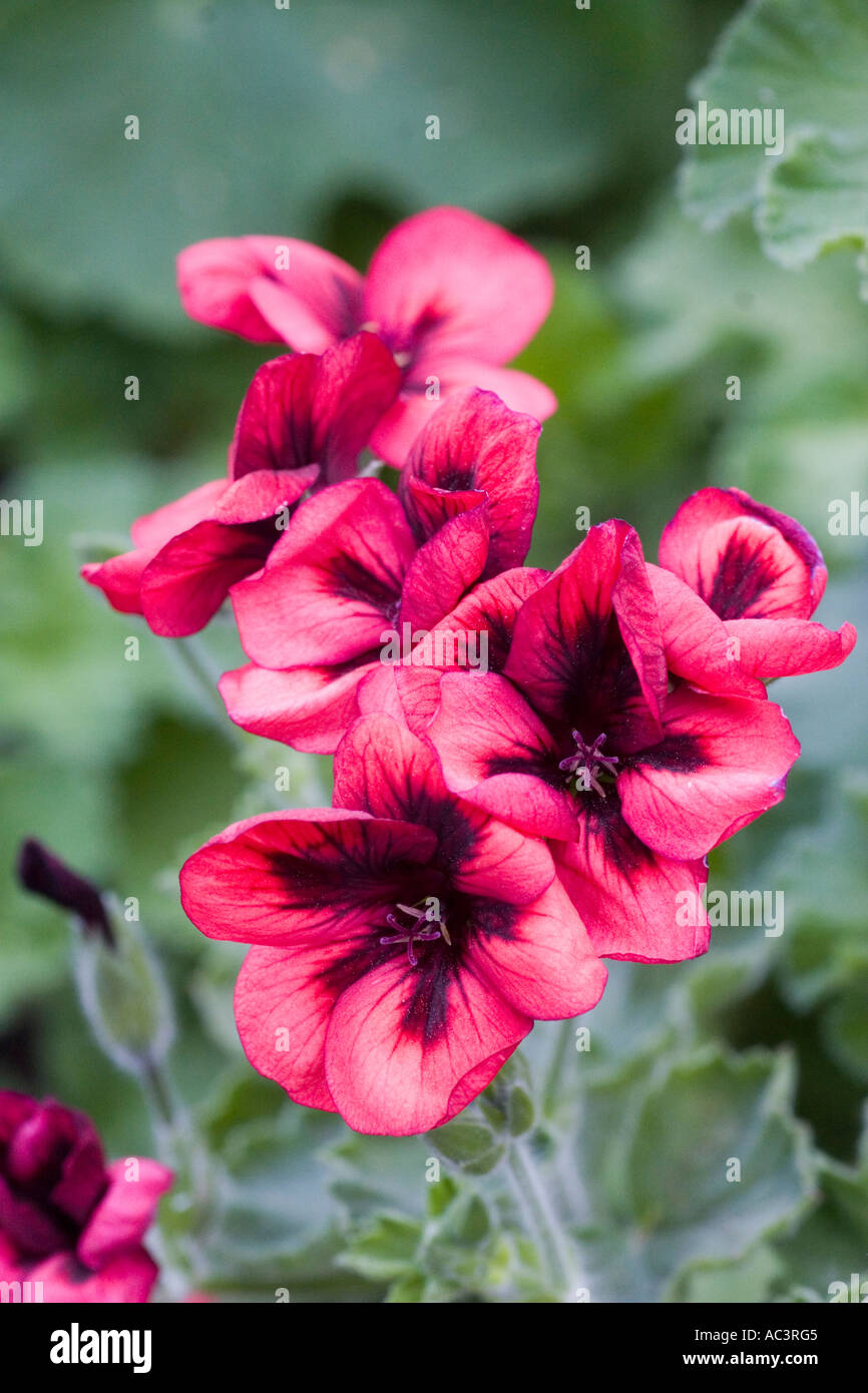 Pelargonium