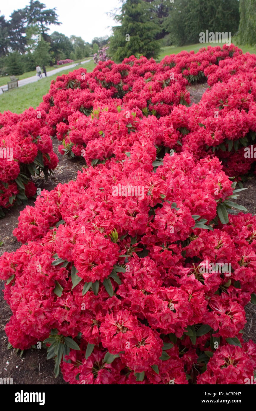 Rhododendron flower beds hi-res stock photography and images - Alamy