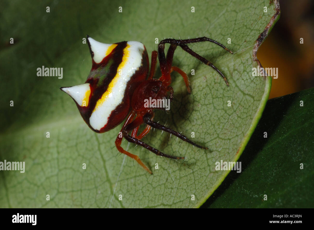 Female Two-spined spider sitting on a leaf in Leigh, New Zealand Stock Photo