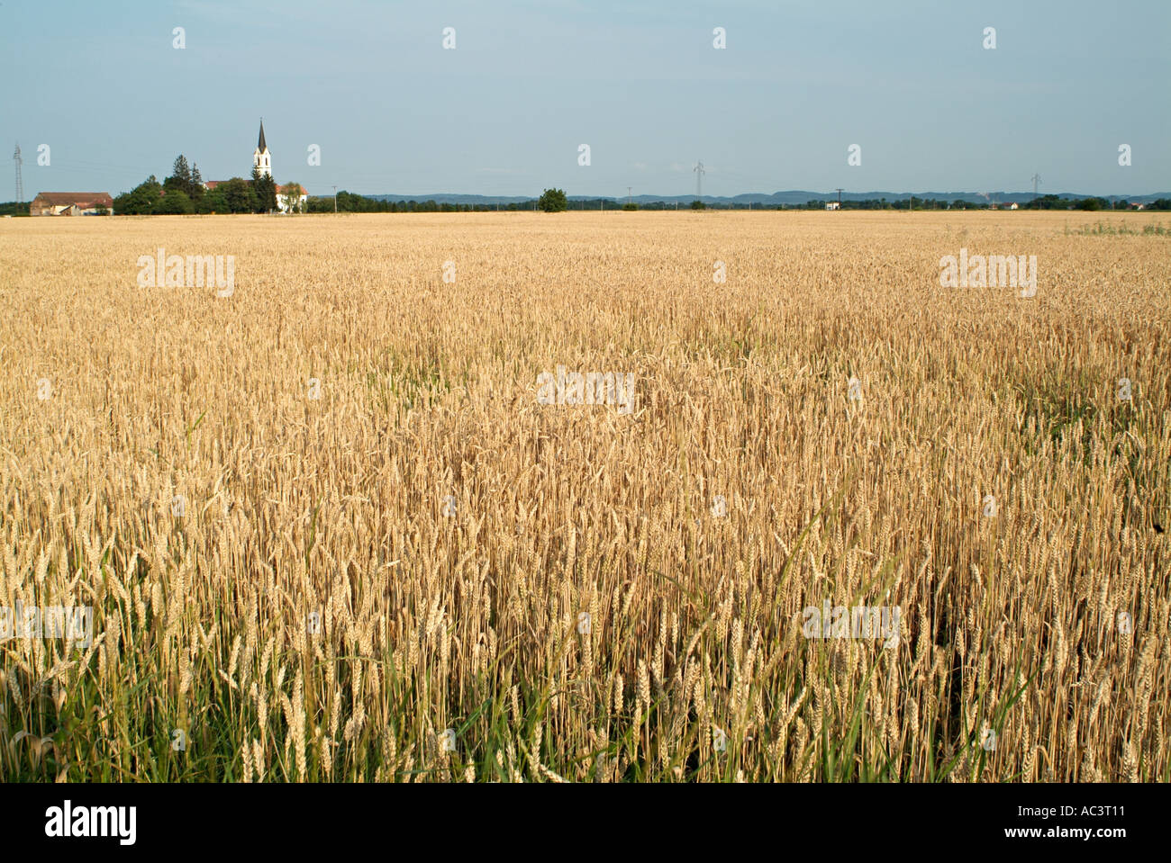 Organic Wheat Field Stock Photo