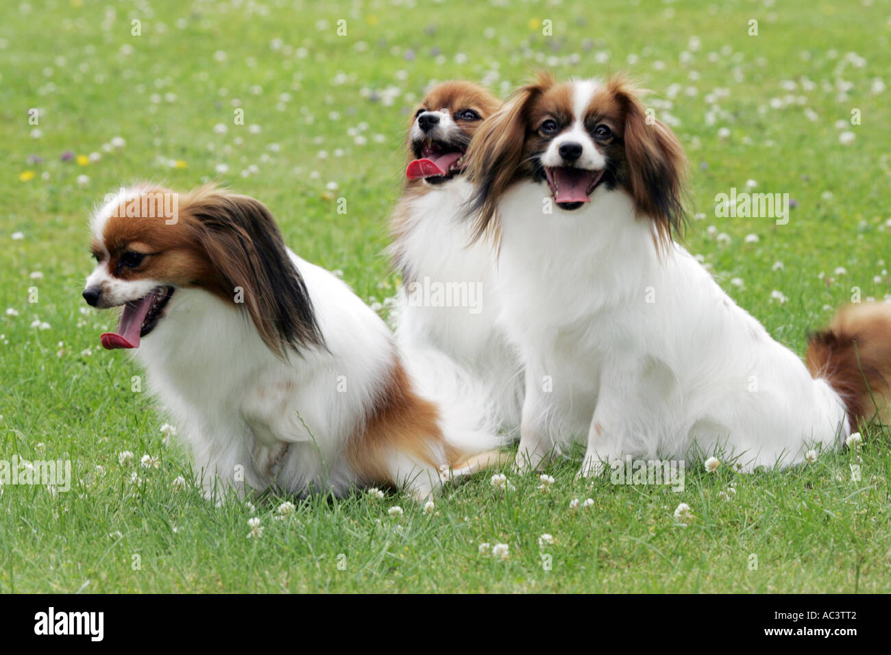 papillon dogs Stock Photo