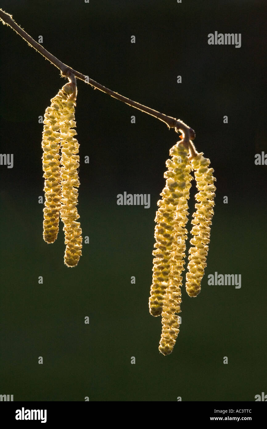 catkins on hazel tree Stock Photo