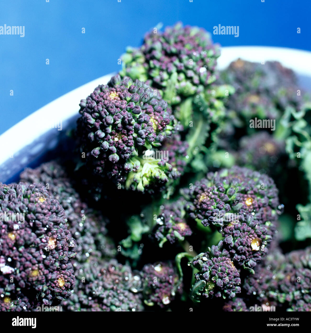 Purple Sprouting Broccoli Stock Photo Alamy