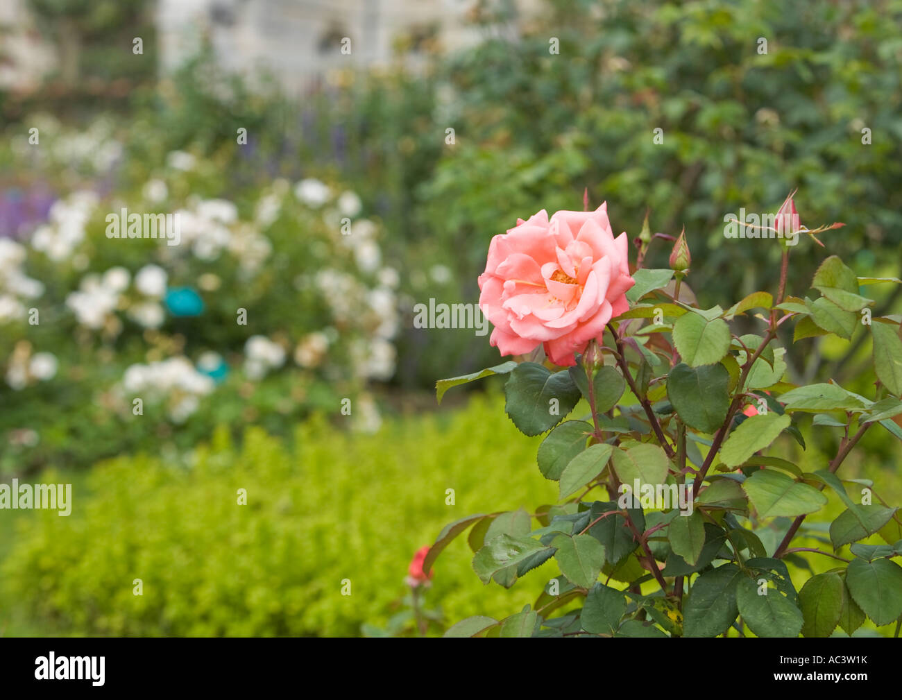 Pink rose with blurred background at L'Abbaye et les Jardins de Valloiresin france eu Stock Photo