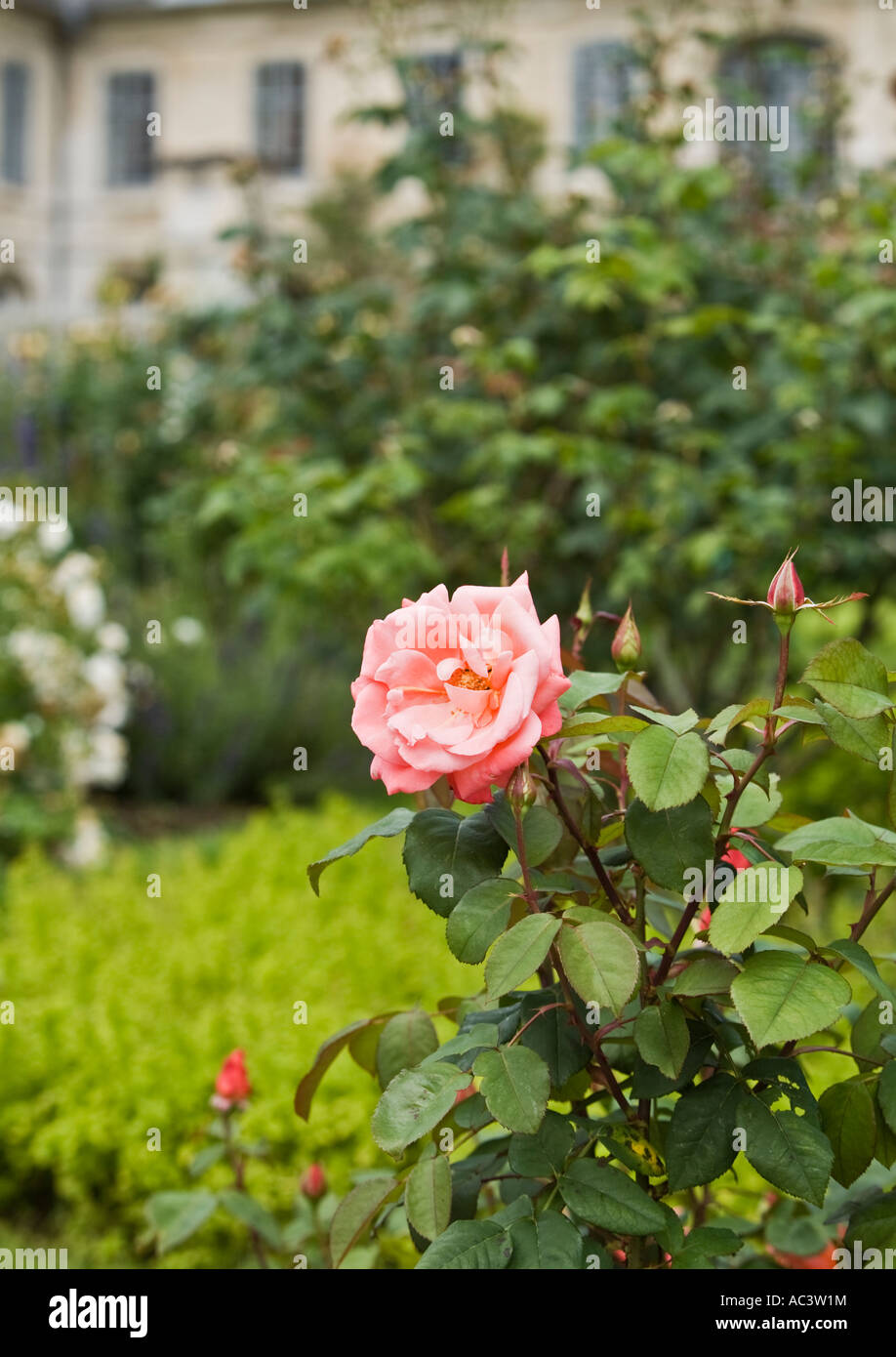 Pink rose in gardens of L'Abbaye et les Jardins de Valloires in france eu Stock Photo