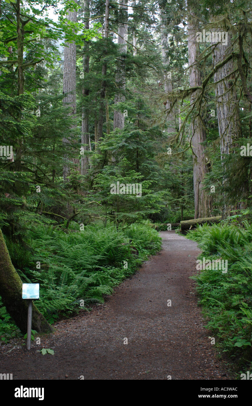 Path in Cathedral Grove MacMillan Provincial Park Vancouver Island Canada