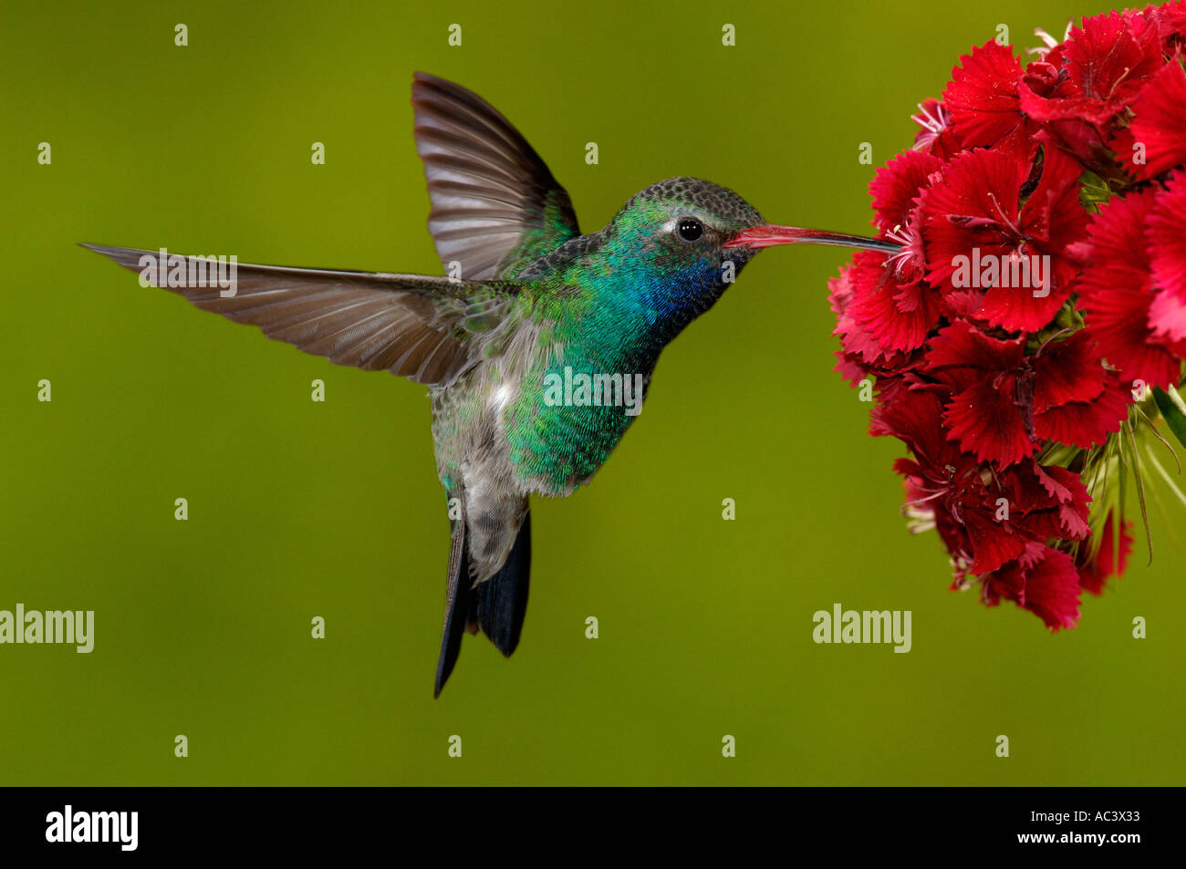 Hummingbird and flowers Cut Out Stock Images & Pictures - Alamy