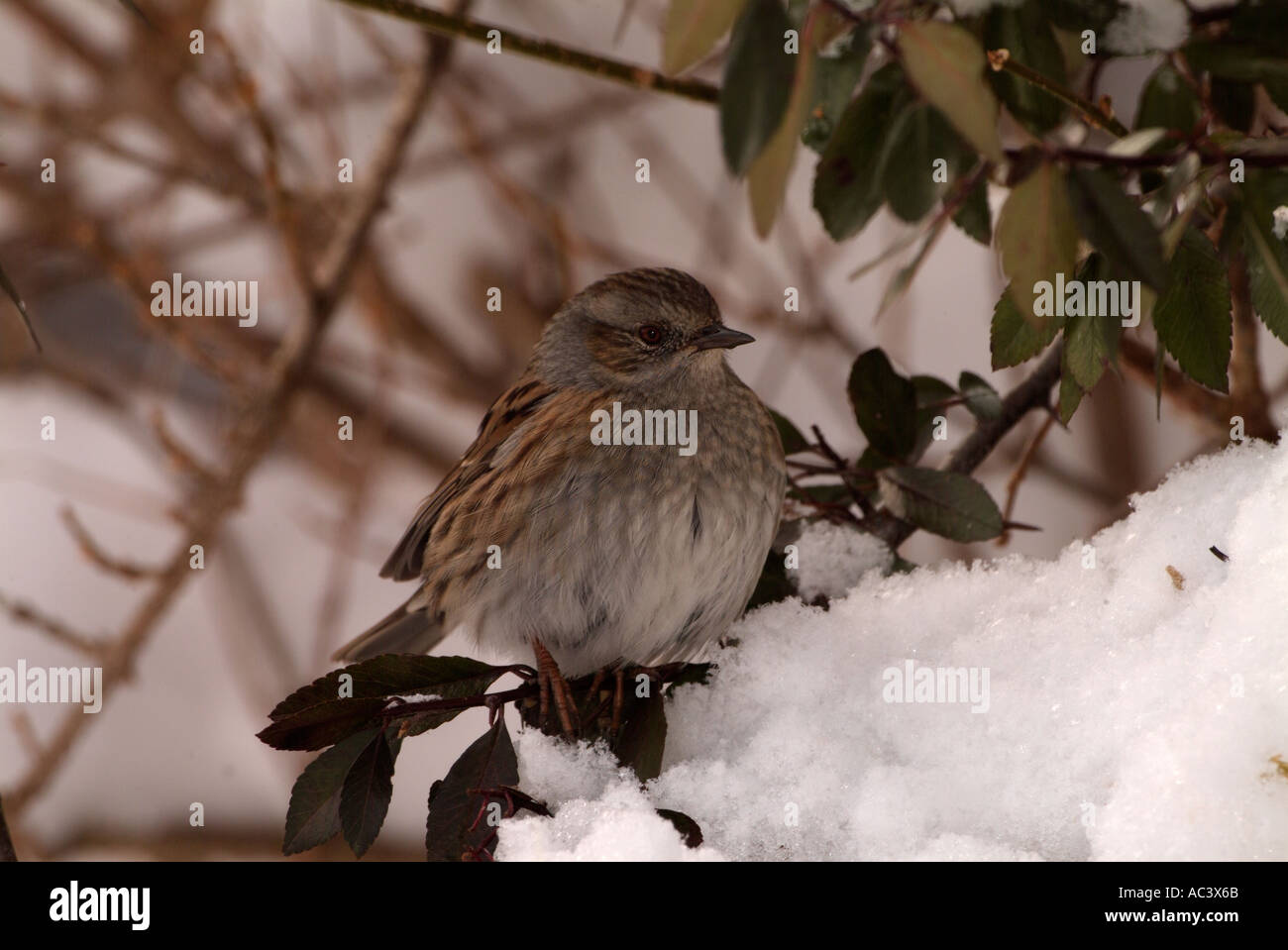 Hedge Sparrow or Dunnock Prunella modularis In snow Stock Photo