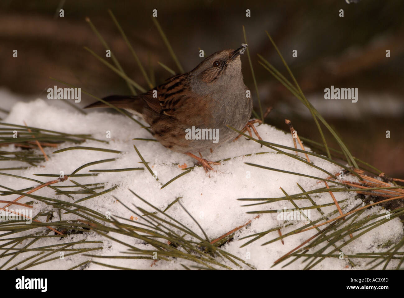 Hedge Sparrow or Dunnock Prunella modularis In snow Stock Photo