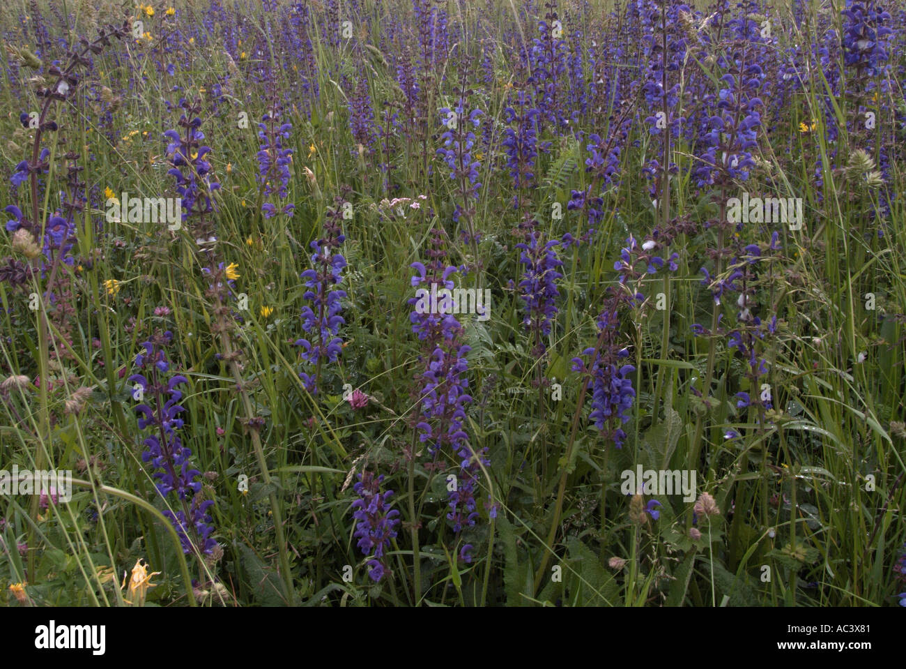 Meadow Clary Salvia pretensis photographed in France Stock Photo