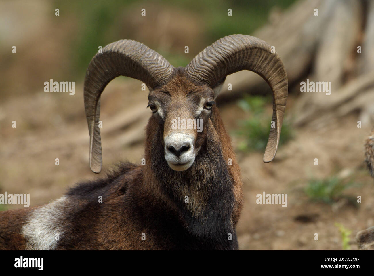 Mouflon Ovis musimon Stock Photo