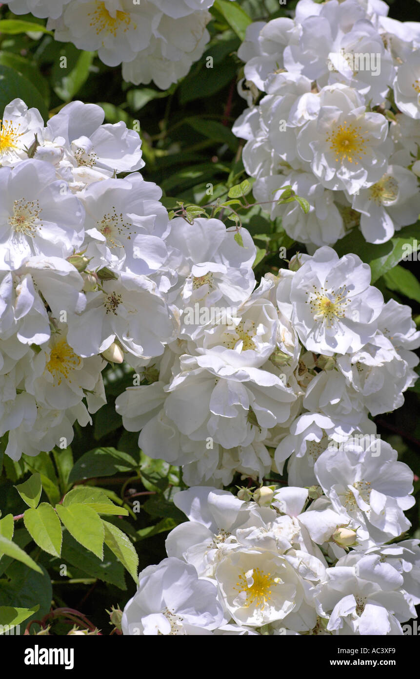 Bobby James Rose Rosa Rosaceae in full summer bloom Stock Photo - Alamy