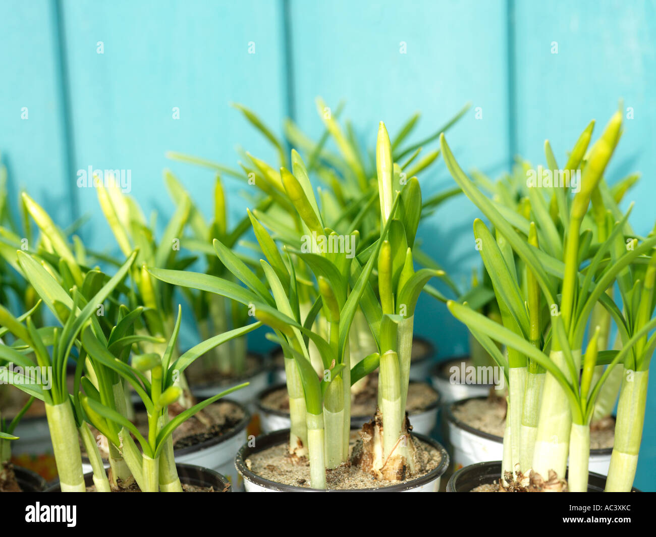 Dafodils sprouting in pots Stock Photo