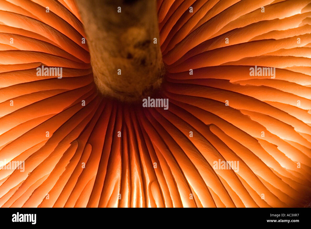 a mushroom backlit to show details Stock Photo