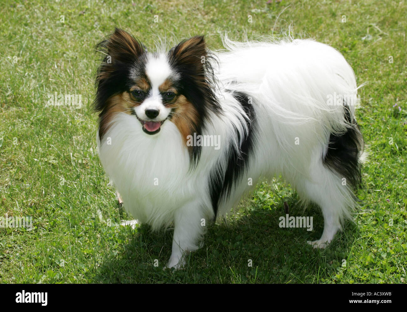 papillon dog Stock Photo