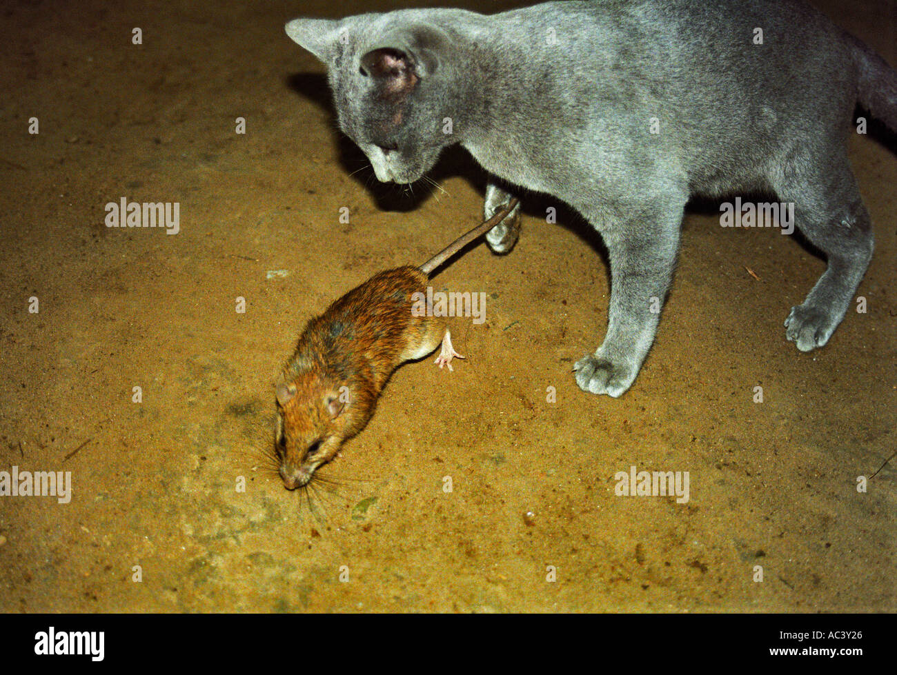 A little gray kitty plays with a toy mouse on a fishing rod. Cat