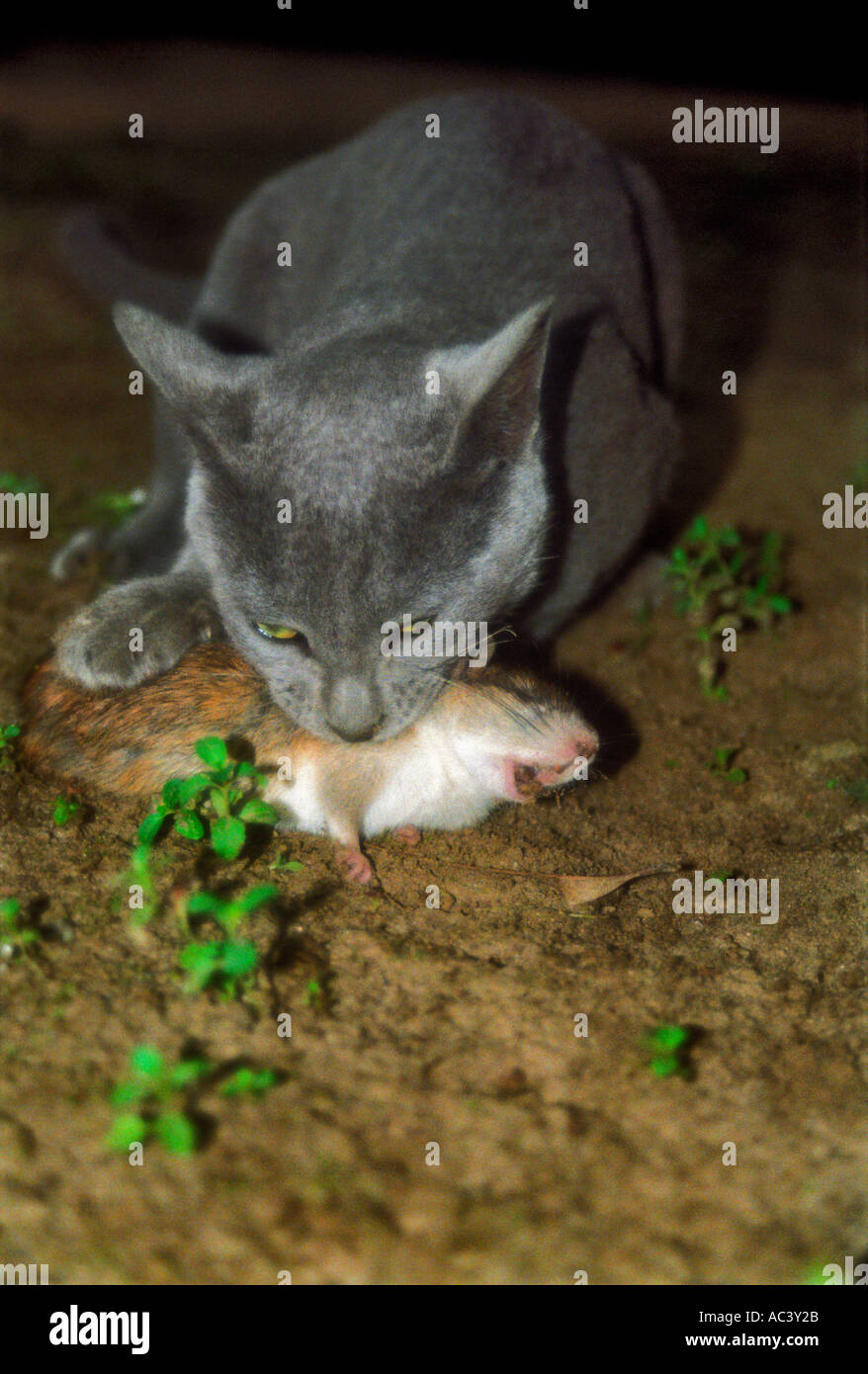 Cat dead mouse mouth hires stock photography and images Alamy