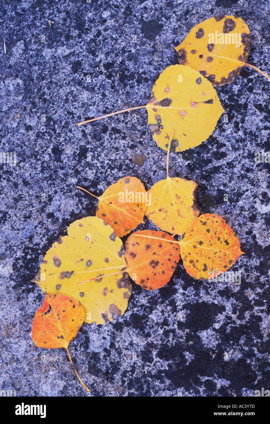 fall aspen leaves Carson Pass Sierra Nevada Mountains California Stock Photo