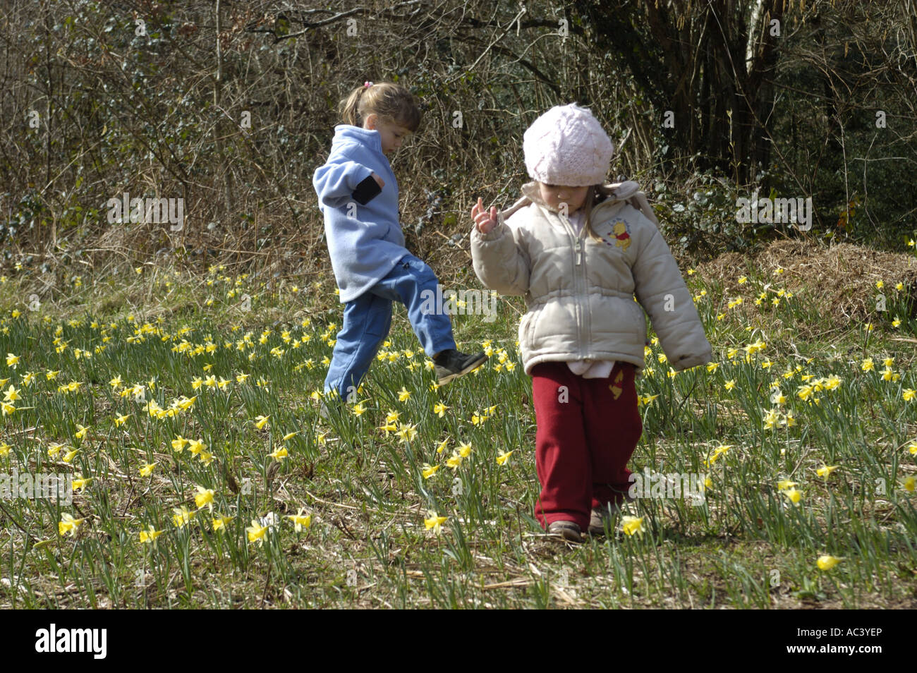 Two young children play in meadow of Wild daffodils in Dunsford Wood Dartmoor National Park devon england Stock Photo