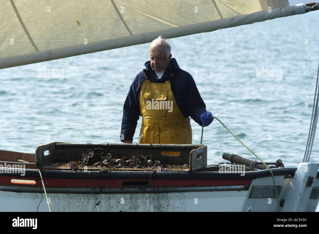 A traditional oyster dredger sailing boat at work in Carrick Roads in