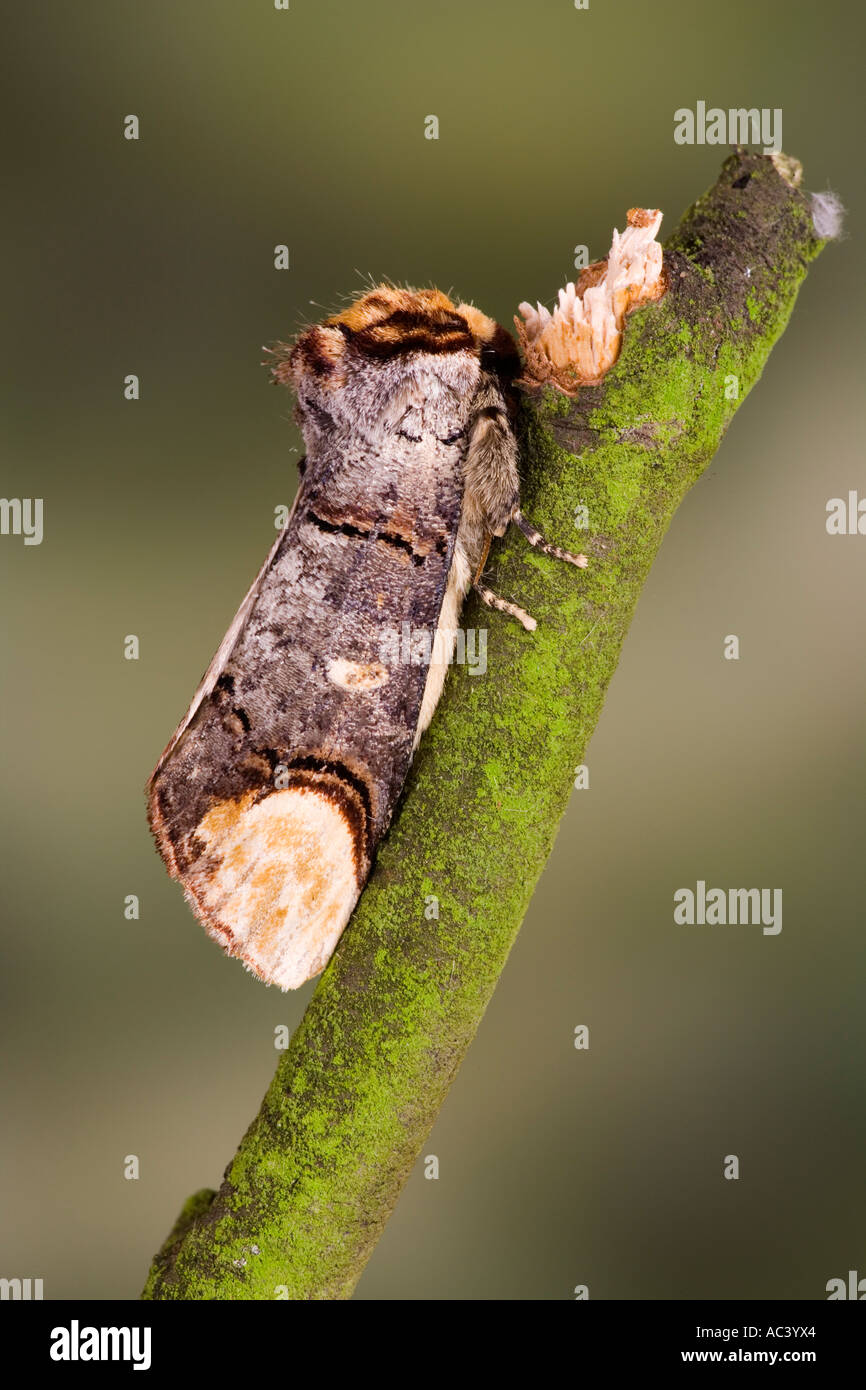 Buff tip Phalera bucephala at rest on twig with nice out of focus background potton bedfordshire Stock Photo