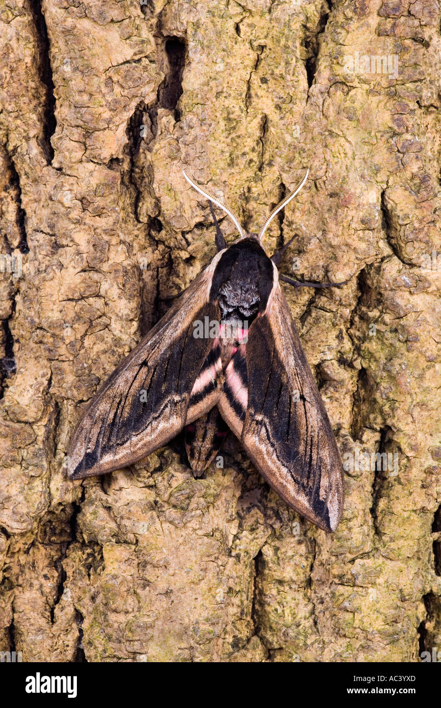 Privet Hawk Moth Sphinx ligustri at rest on bark potton bedfordshire Stock Photo
