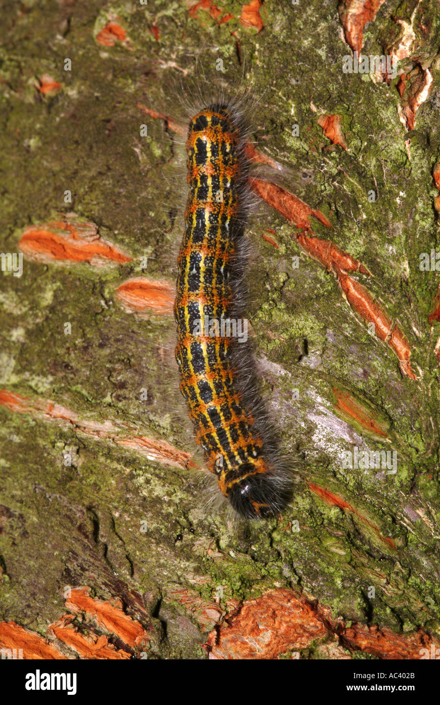 Buff Tip Moth Caterpillar on Cherry Tree Branch in a Cheshire Garden England United Kingdom UK Stock Photo