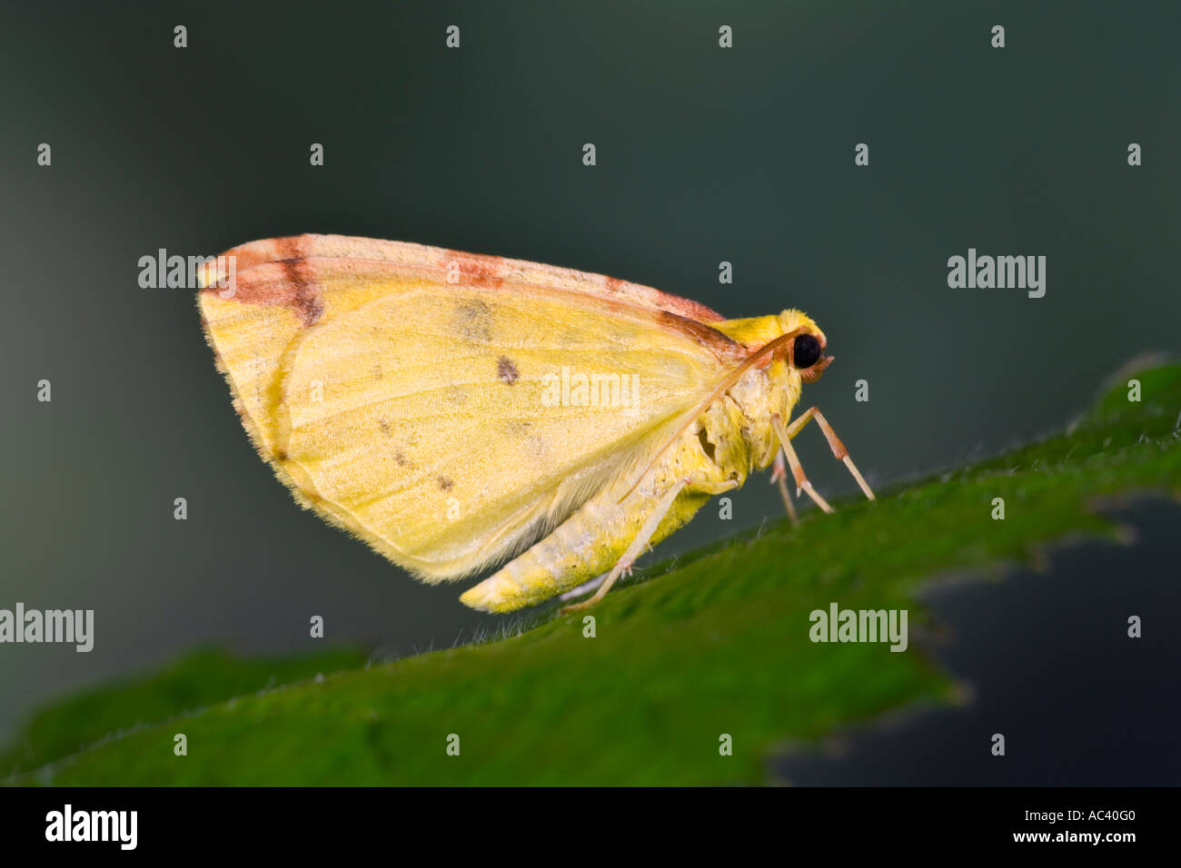 Brimstone Moth Opisthograptis luteolata at rest on leaf with nice out of focus background potton bedfordshire Stock Photo