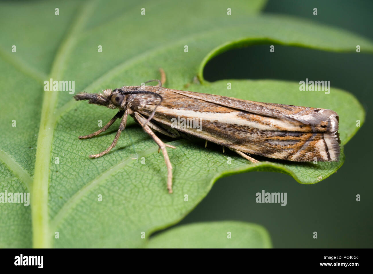 Crambus lathionellus at rest on log showing markings and detail potton bedfordshire Stock Photo