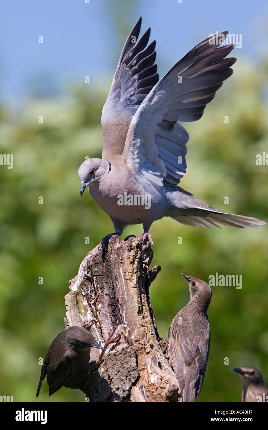 Collared dove Streptopelia decaocto standing on stump with wings up looking alert potton bedfordshire Stock Photo