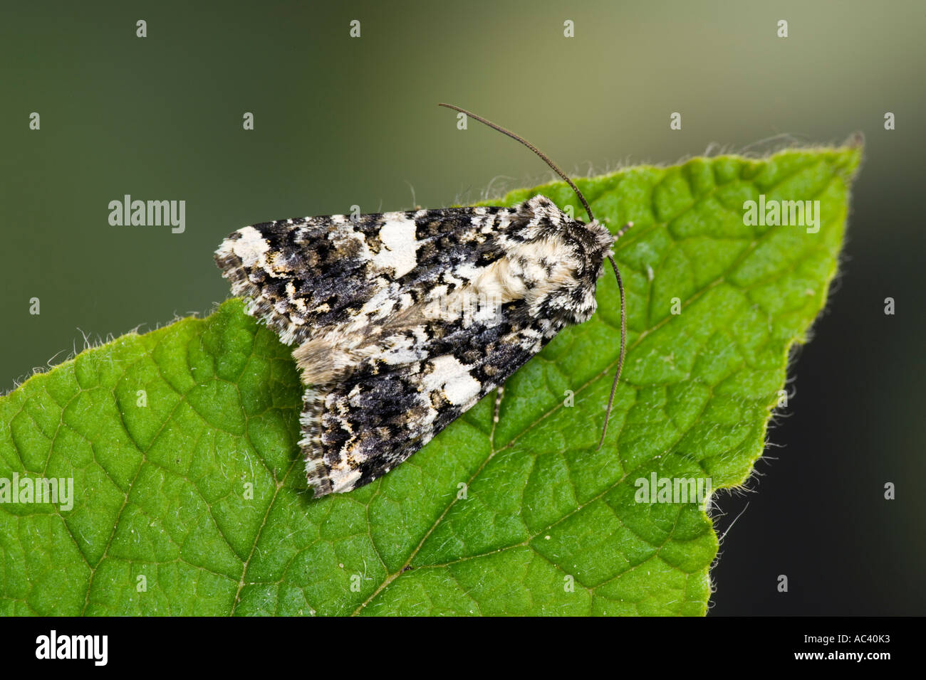 Marbled Coronet Hadena confusa at rest on leaf with nice out of focus background potton bedfordshire Stock Photo