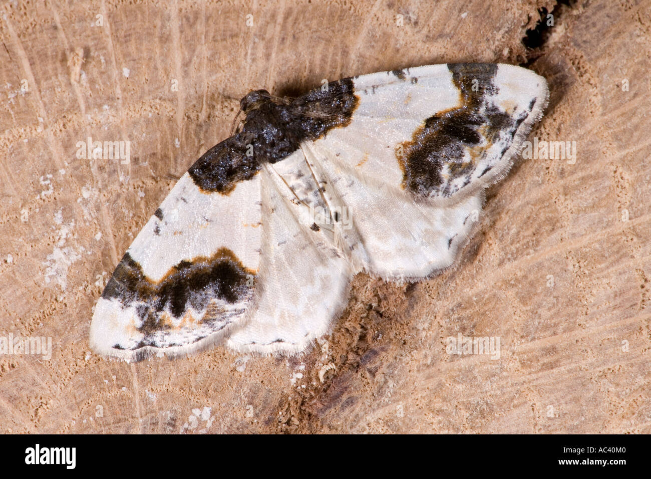 Scorched Carpet Ligdia adustata at rest on oak log with wing open showing markings potton bedfordshire Stock Photo