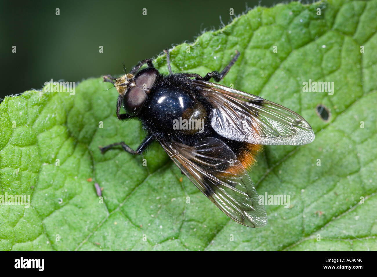 hoverfly volucella bombylans at rest on leaf showing markings potton bedfordshire Stock Photo