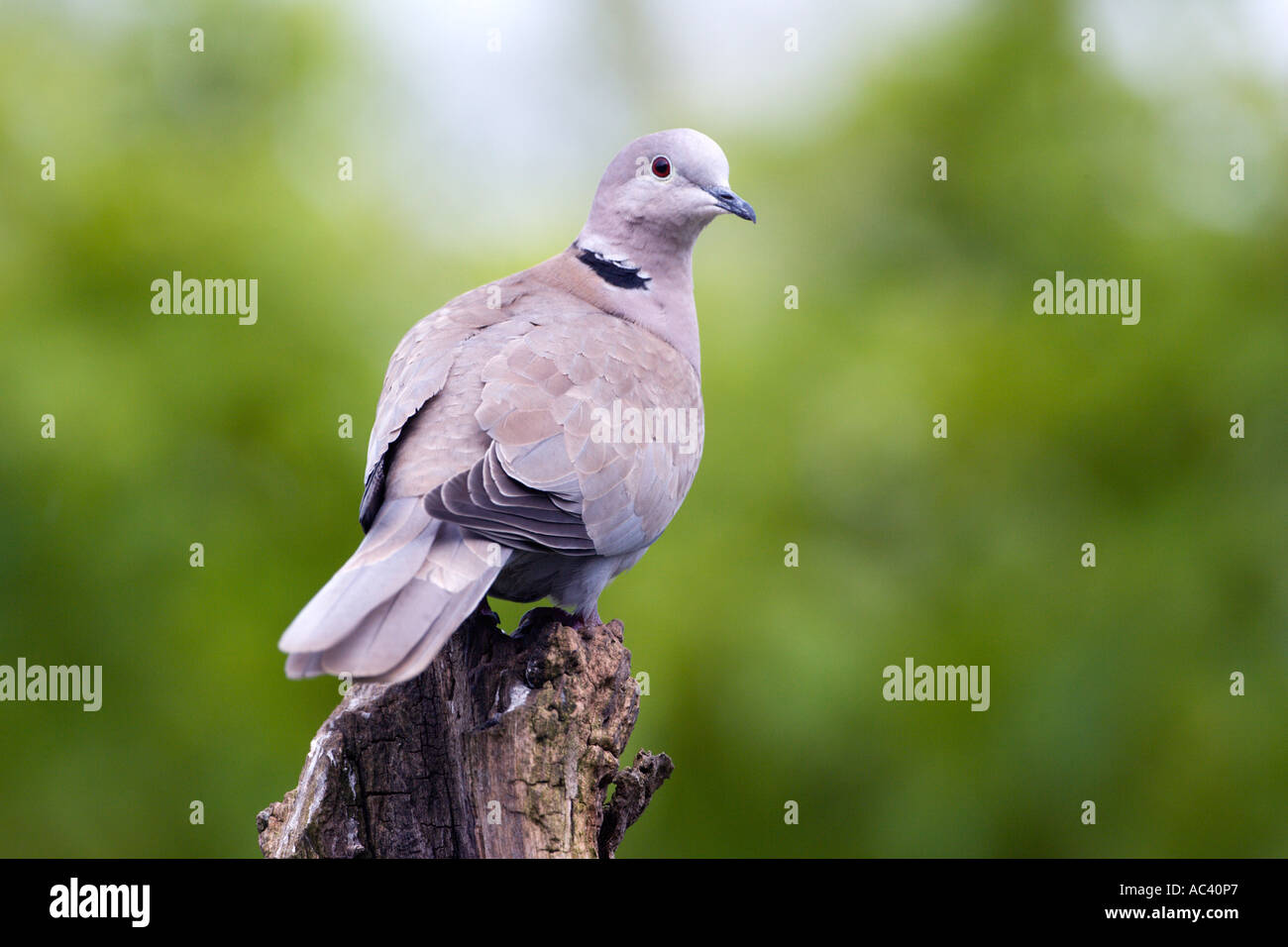Collared dove Streptopelia decaocto perched on stump looking alert with nice out of focus background potton bedfordshire Stock Photo