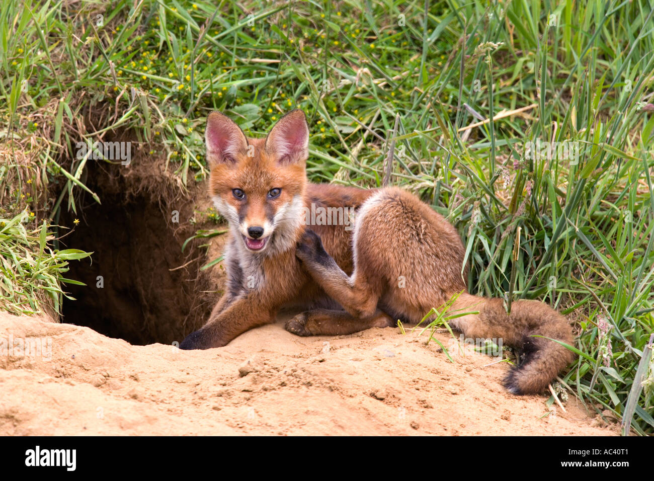 Red fox Vulpes vulpes outside earth potton bedfordshire looking alert with ears up Stock Photo
