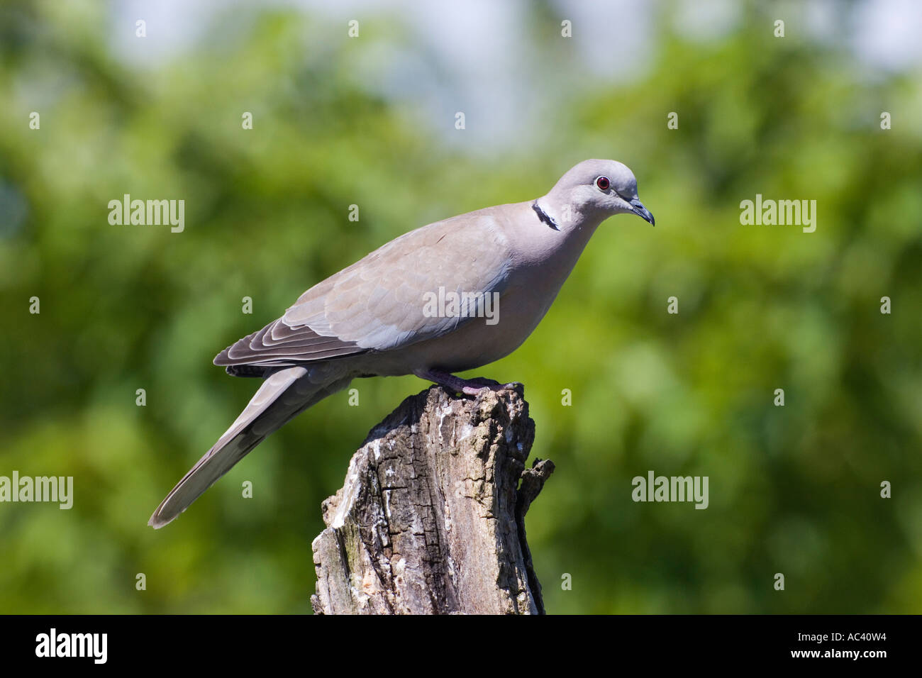 Collared dove Streptopelia decaocto sitting looking alert on stump with nice out of focus background potton bedfordshire Stock Photo