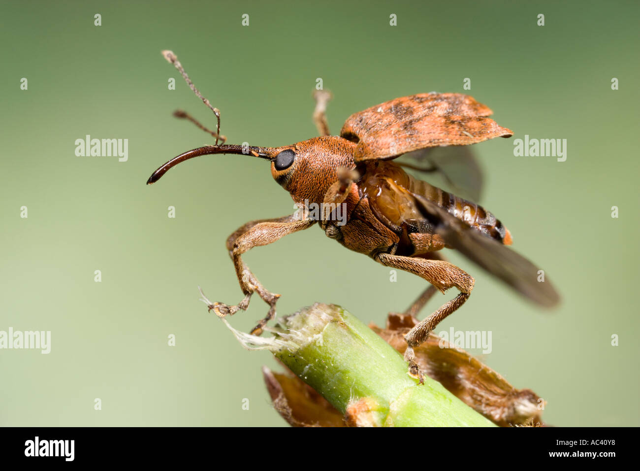 Nut weevil Curculio nucum on end of twig wings out ready to fly with nice out of focus background potton bedfordshire Stock Photo