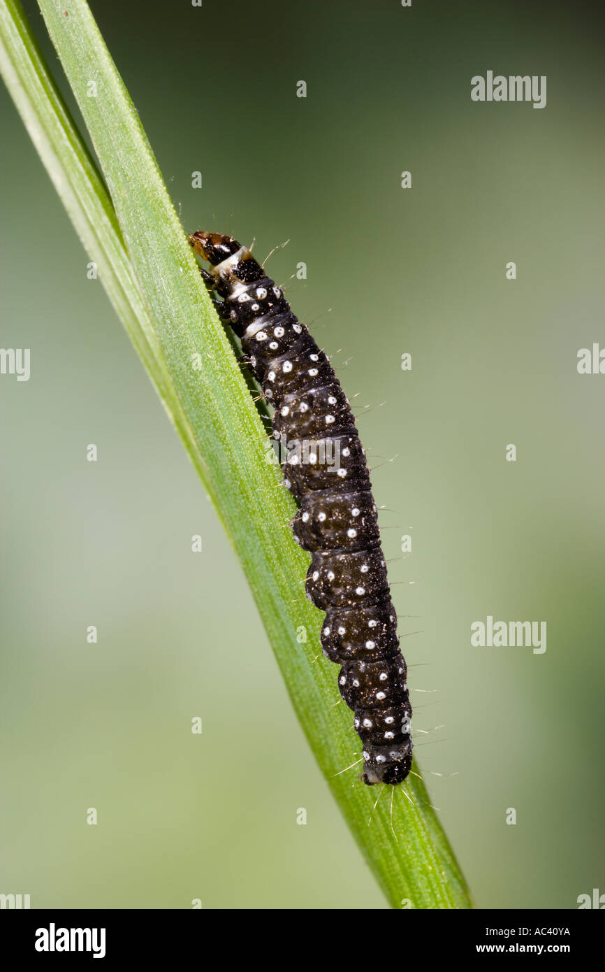 Timothy Tortrix Aphelia paleana larva Potton Bedfordshire with nice out of focus background Stock Photo