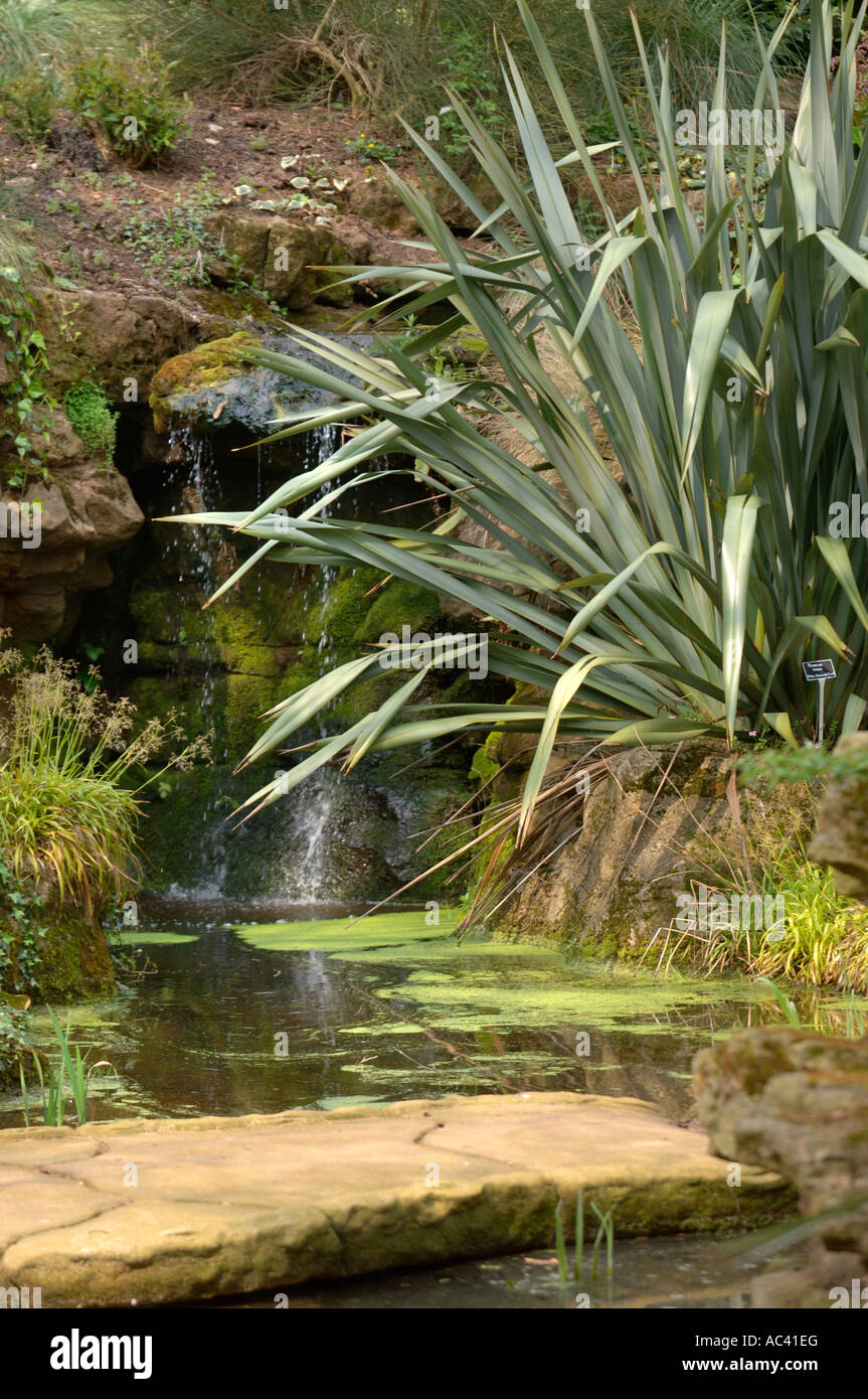 A SPECIMEN OF NEW ZEALAND FLAX OR PHORMIUM TENAX FLANKING A WATER