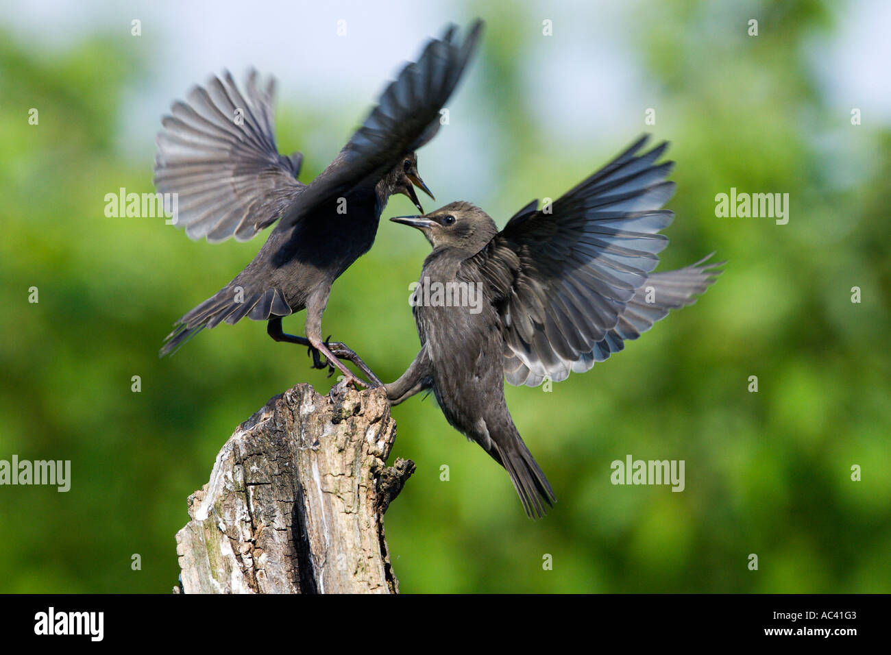 Young Starlings Squabbling Sturnus vulgaris fighting with nice out of focus background potton bedfordshire Stock Photo
