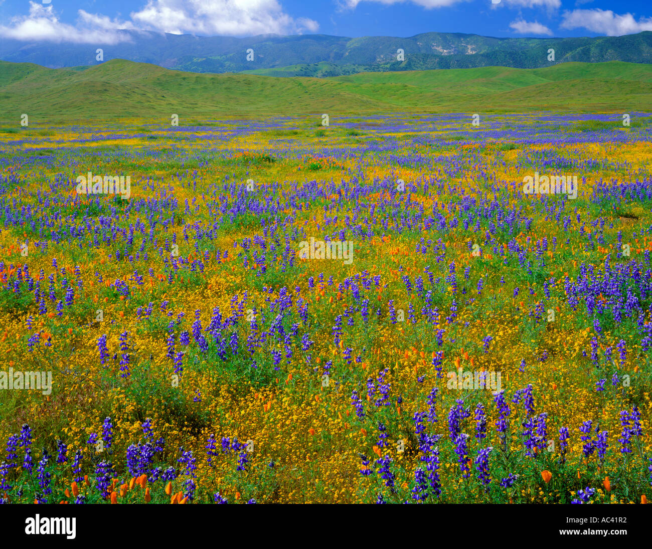 Blooming wildflowers in Carrizo Plain National Monument, California Stock Photo 7447857 Alamy