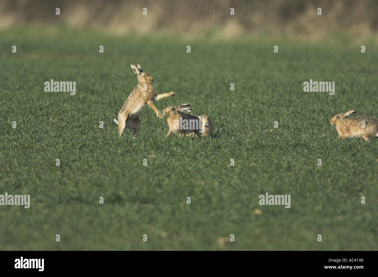 Brown Hares lepus capensis group in mating activity including boxing on ...