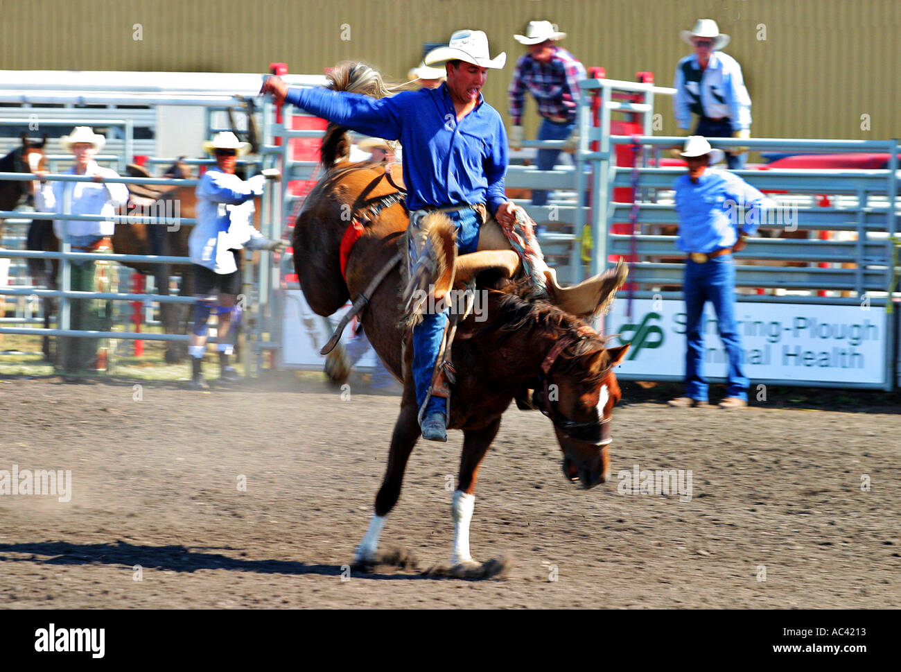 Saddle Bronco Rider Canada Stock Photo - Alamy