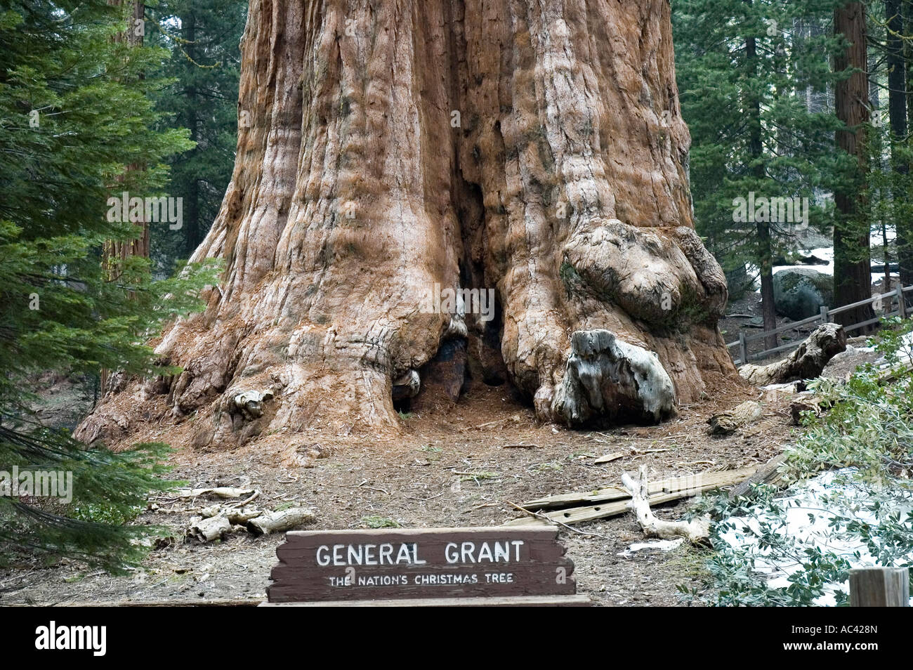 World biggest christmas tree hires stock photography and images Alamy