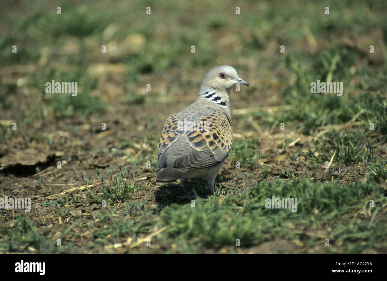 Turtle Dove steptopelia decaocto back veiw showing feather structure Norfolk UK june Stock Photo