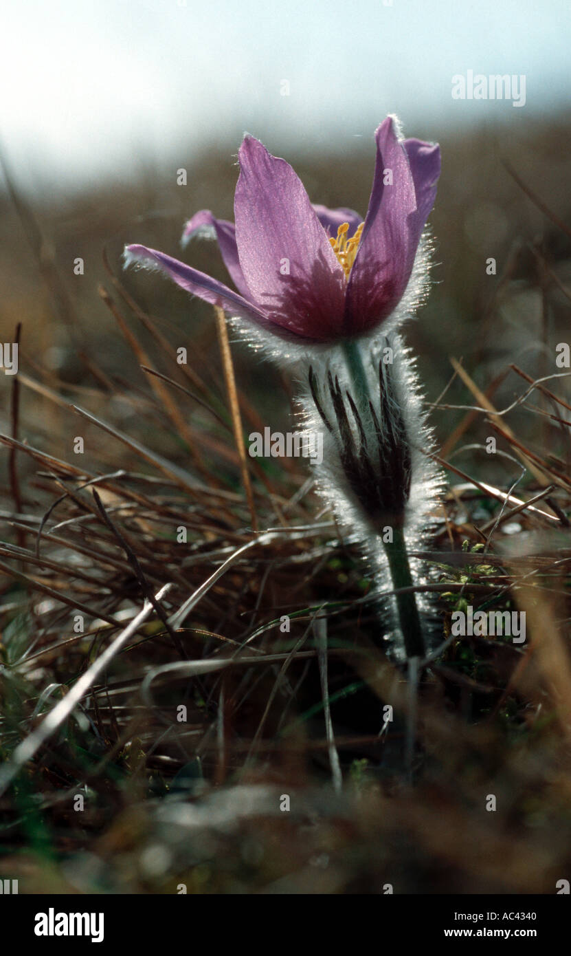 Tundra Plants Pasque Flower